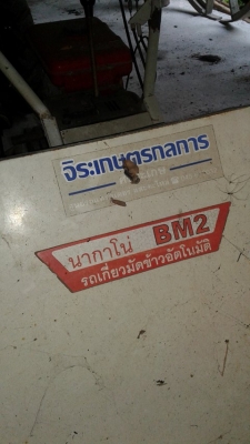 เกี่ยวเกี่ยวข้าว แบบมัด