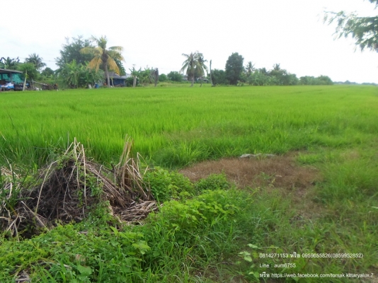 ขาย ที่ดินเปล่า (คู้ซ้าย)ถ.คู้คลองสิบ หนองจอก กทม ขาย ที่ดินเปล่า (คู้ซ้าย)ถ.คู้คลองสิบ หนองจอก กทม