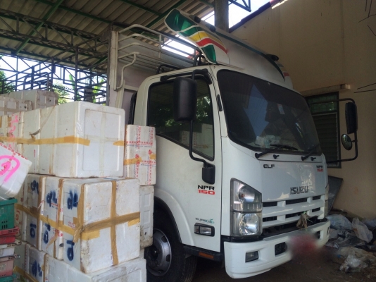 รถอีซุซุ 6 ล้อ รั้ว ( ไม่ดั้ม ) NPR 150 แรงม้า ปี 51. , ( รถวิ่ง 4xx,xxx กม. ) สนใจติดต่อ 081 - 6079