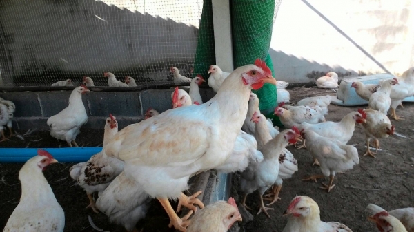 ไก่เนื้อสายพันธ์ โคราช 1.6 1.7 ก.ก 5 เดือนตัวละ 120 บาท มี 100 ตัว