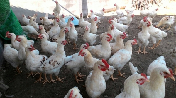 ไก่เนื้อสายพันธ์ โคราช 1.6 1.7 ก.ก 5 เดือนตัวละ 120 บาท มี 100 ตัว