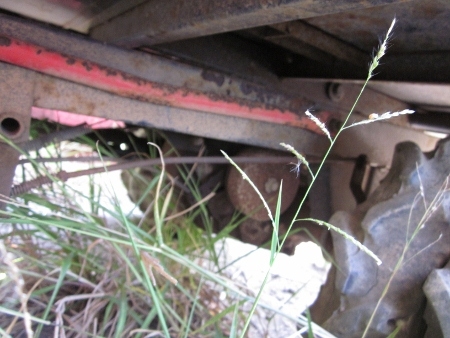 ขาย-รถบรรทุก 4 ล้อยาง CHIKUSUI: GH221 เครื่องเบนซิน ยกดั๊มแบบไฮโดรลิค ขาย-รถบรรทุก 4 ล้อยาง CHIKUSUI: GH221 เครื่องเบนซิน ยกดั๊มแบบไฮโดรลิค