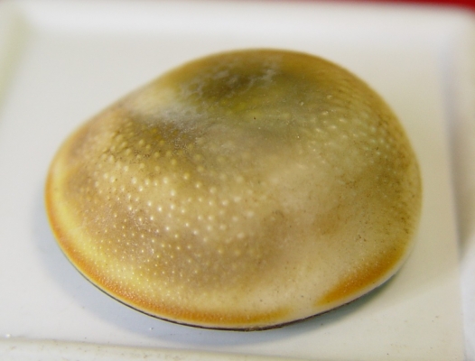 หอยไม่ทราบที่มาครับ