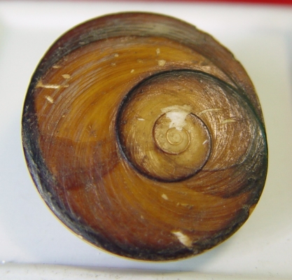 หอยไม่ทราบที่มาครับ