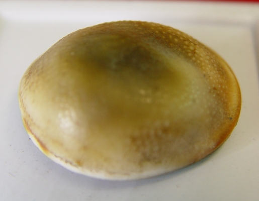 หอยไม่ทราบที่มาครับ