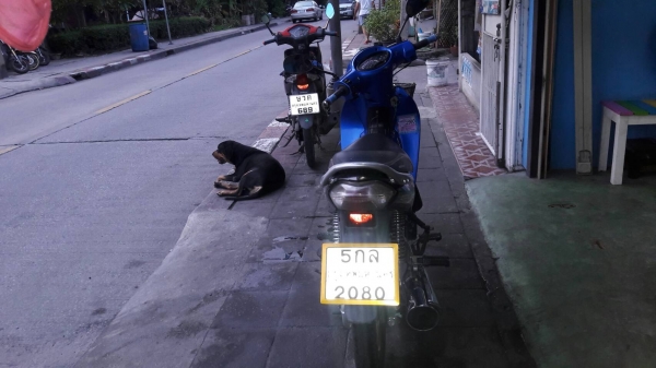 ขาย Honda Wave 125 S ปี 47 สตาร์ทมือ เครื่องดีเดิมๆ ชุดสีดี (เป็นรถป้ายเหลืองยกเลิก) ไมล์มันขึ้นสีหมื่อนกว่าโล เล่มพร้อมชุดโอน