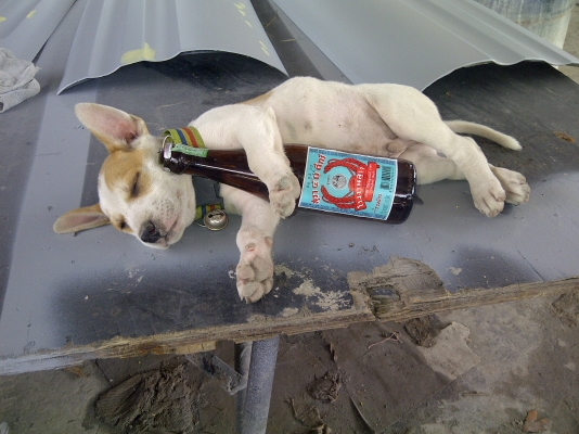 ขายอุปกรณ์ชุดคิด หางโลเบส ขายเป็นกิโล ขายอุปกรณ์ชุดคิด หางโลเบส ขายเป็นกิโล