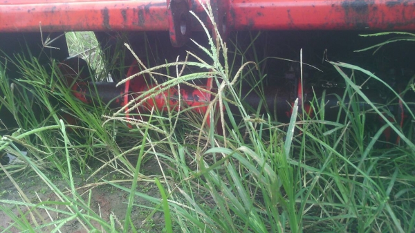 ขายโรตารี่