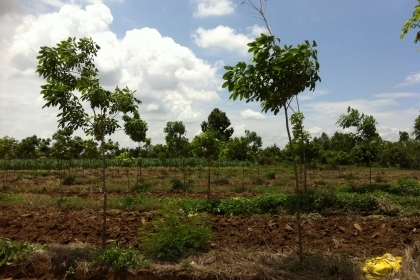 ต้องการขายที่ดินพร้อมต้นยางพารา จำนวน  25 ไร่ หน้ากว้าง 200 เมตร ติดถนนดำ เจ้าของขายเอง อ.ภูเวียง   มีระบบน้ำหยดใส่ต้นยางพาราทุกต้น