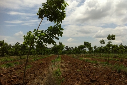 ต้องการขายที่ดินพร้อมต้นยางพารา จำนวน  25 ไร่ หน้ากว้าง 200 เมตร ติดถนนดำ เจ้าของขายเอง อ.ภูเวียง   มีระบบน้ำหยดใส่ต้นยางพาราทุกต้น