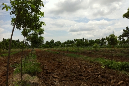 ต้องการขายที่ดินพร้อมต้นยางพารา จำนวน  25 ไร่ หน้ากว้าง 200 เมตร ติดถนนดำ เจ้าของขายเอง อ.ภูเวียง   มีระบบน้ำหยดใส่ต้นยางพาราทุกต้น