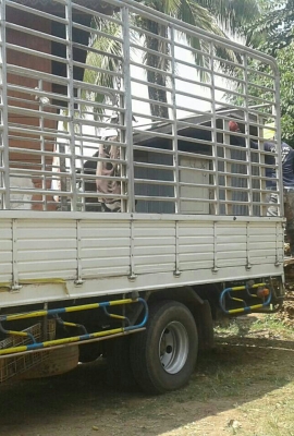 ขายดาวน์ 325,000บ หกล้อ อีซูชุ NQR175ยูโร3ปี54 ช่วงยาว5.50ม สภาพดีสวยบางเดิมพร้อมใช้ ทะเบียนพร้อมโอน ขายดาวน์ 325,000บ หกล้อ อีซูชุ NQR175ยูโร3ปี54 ช่วงยาว5.50ม สภาพดีสวยบางเดิมพร้อมใช้ ทะเบียนพร้อมโอน