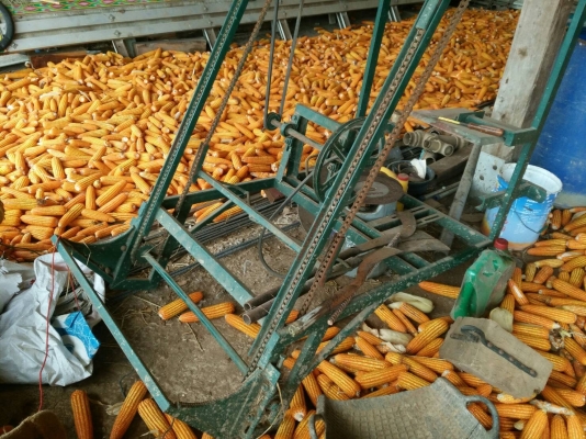 ขายเครื่องขึ้นอ้อย