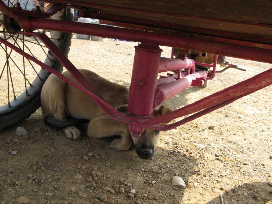 ซาเล้ง Classic ถังแยกสีชมพู สุพรรณบุรี