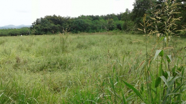 ขายที่ดินด่วน ขายที่ดินด่วน