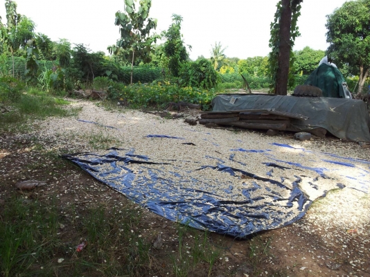 เครื่องสับไม้ ราคา 180000 สถาพไหม่ พร้อมเครื่องยนต์ isuzu 90 แรงม้า (เครื่องยนต์เก่านอก) พร้อมใช้งาน ขนาด 2-6 ตัน/ชั่วโมง... ราคา 180,000 ไม่เอาเครื่องยนต์ลดราคาให้ครับ อยู่แถว หนองกี่ นางรอง จ. บุรีรัมย์ ติดต่อ พล 0640868812 , 0804873797 เครื่องสับไม้ ราคา 180000 สถาพไหม่ พร้อมเครื่องยนต์ isuzu 90 แรงม้า (เครื่องยนต์เก่านอก) พร้อมใช้งาน ขนาด 2-6 ตัน/ชั่วโมง... ราคา 180,000 ไม่เอาเครื่องยนต์ลดราคาให้ครับ อยู่แถว หนองกี่ นางรอง จ. บุรีรัมย์ ติดต่อ พล 0640868812 , 0804873797