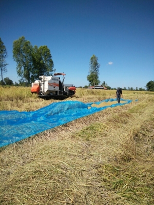 แทรกใหม่สองเส้นรถเกี่ยวข้าวอยู่ทุกวัน