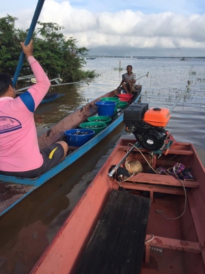 ขายปลานิลปลาทับทิมแปลงเพศให้วัคซีนก่อนส่งทุกตัว มีจำนวนมาก  เจ้าของขายเอง