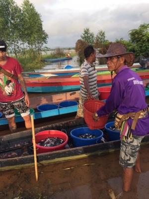 ขายปลานิลปลาทับทิมแปลงเพศให้วัคซีนก่อนส่งทุกตัว มีจำนวนมาก  เจ้าของขายเอง  สนใจโทร.081-6709446  อ.ภูเวียง  จ.ขอนแก่น