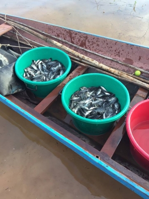 ขายปลานิลปลาทับทิมแปลงเพศให้วัคซีนก่อนส่งทุกตัว มีจำนวนมาก  เจ้าของขายเอง  สนใจโทร.081-6709446  อ.ภูเวียง  จ.ขอนแก่น