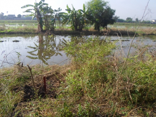 ที่เปล่า 100ตรว. หนองจอก กทม. ที่เปล่า 100ตรว. หนองจอก กทม.