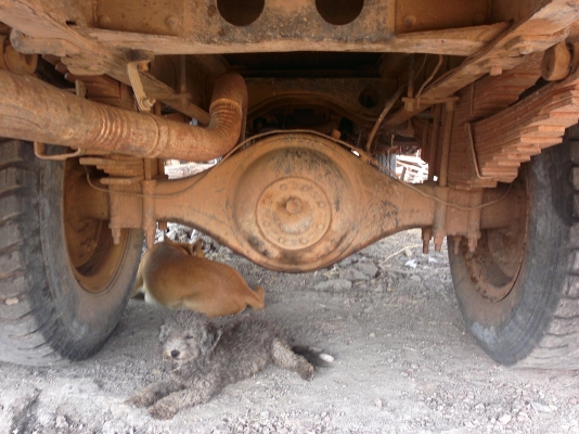 ขายหกล้อ ดั้ม หน้ายาว