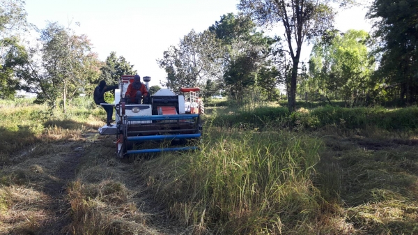 ขายรถเกี่ยวข้าวKUBOTA DC60 สภาพพร้อมใช้งาน(ราคา260,000)(กำลังเกี่ยวข้าวอยู่ทุกวัน)เกี่ยวข้าวล้มสบายๆ ปากเกี่ยวเลส คอเกี่ยวเลส นามีน้ำลุยสบายๆ ปั้มพ์แรง เดินคล่อง ช่วงล่างดี เอกสารเล่มทะเบียนพร้อมโอน ภาษีเต็ม สนใจโทร!!!เจ้าของโดยตรง 0857698049/ 0887115178