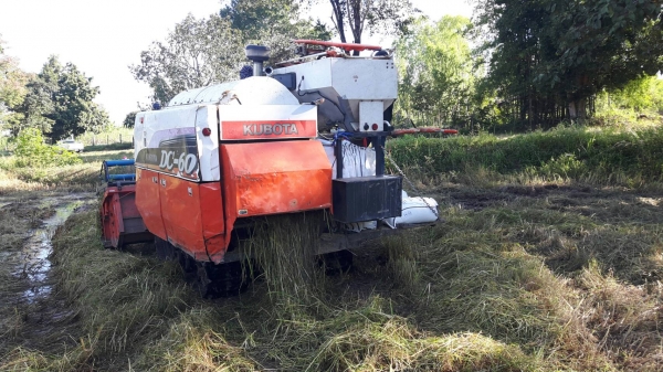 ขายรถเกี่ยวข้าวKUBOTA DC60 สภาพพร้อมใช้งาน(ราคา260,000)(กำลังเกี่ยวข้าวอยู่ทุกวัน)เกี่ยวข้าวล้มสบายๆ ปากเกี่ยวเลส คอเกี่ยวเลส นามีน้ำลุยสบายๆ ปั้มพ์แรง เดินคล่อง ช่วงล่างดี เอกสารเล่มทะเบียนพร้อมโอน ภาษีเต็ม สนใจโทร!!!เจ้าของโดยตรง 0857698049/ 0887115178