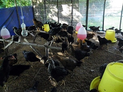ไก่สามสายนอก