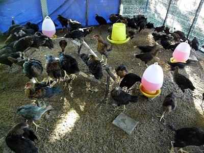 ไก่สามสายนอก ไก่สามสายนอก