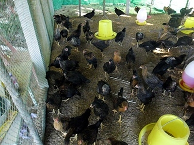ไก่สามสายนอก ไก่สามสายนอก