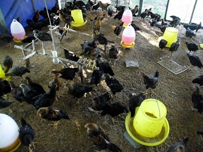 ไก่สามสายนอก