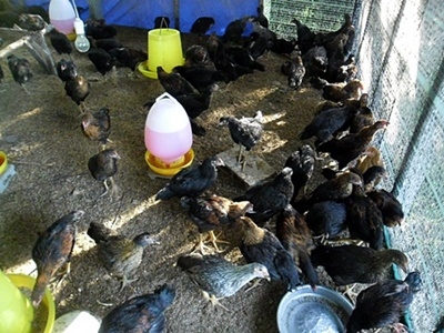 ไก่สามสายนอก ไก่สามสายนอก