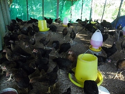 ไก่สามสายนอก ไก่สามสายนอก
