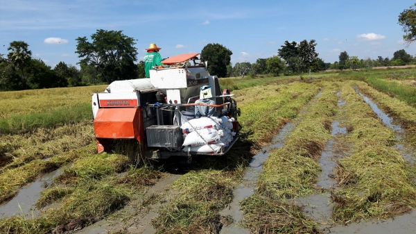 ขายรถเกี่ยวข้าว kubota ปี 53 ปากเลสคอเลส