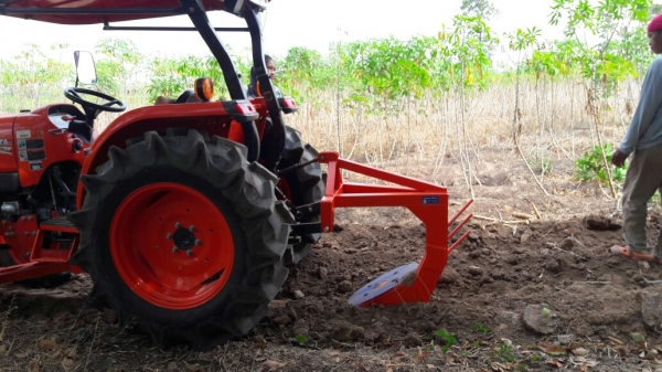 ขายผานขุดมัน