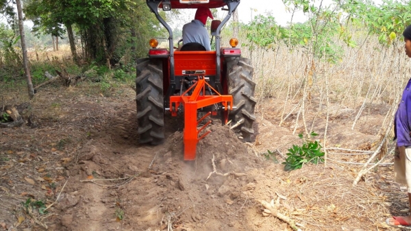 ขายผานขุดมัน