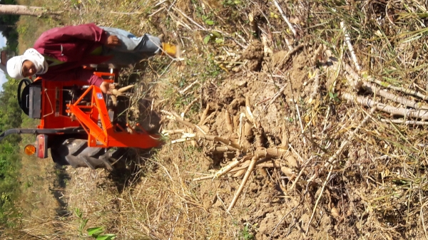 ขายผานขุดมัน