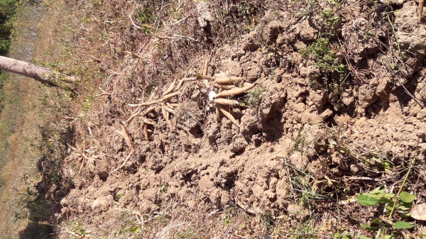 ขายผานขุดมัน