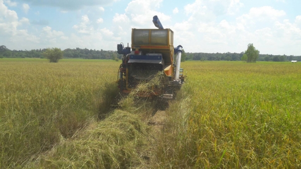 ขายรถเกียว ข้าว อุ้ม เครื่อง HO 7 D 195 เทอร์โบ อุ้ม 1600 ตัวเดิน 10 ปั้มเบอร์ 22 ต้องการขาย   370000   บาท    ( งดต่อลอง  )  วันทูคอล 0986683479 dtac 0991751349 สิทธิ์ คับ