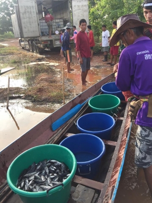 ายปลานิลปลาทับทิมแปลงเพศให้วัคซีนก่อนส่งทุกตัว มีจำนวนมาก  เจ้าของขายเอง  สนใจโทร.081-6709446