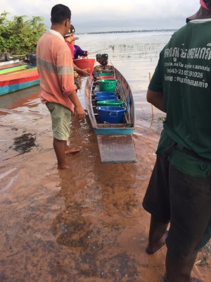 ายปลานิลปลาทับทิมแปลงเพศให้วัคซีนก่อนส่งทุกตัว มีจำนวนมาก  เจ้าของขายเอง