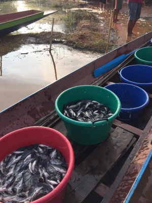 ายปลานิลปลาทับทิมแปลงเพศให้วัคซีนก่อนส่งทุกตัว มีจำนวนมาก  เจ้าของขายเอง