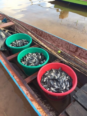 ายปลานิลปลาทับทิมแปลงเพศให้วัคซีนก่อนส่งทุกตัว มีจำนวนมาก  เจ้าของขายเอง