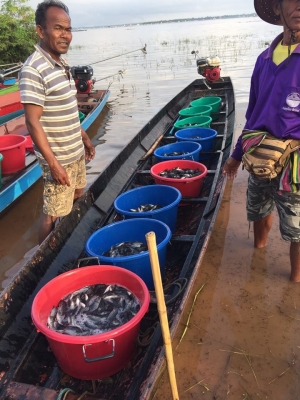 ายปลานิลปลาทับทิมแปลงเพศให้วัคซีนก่อนส่งทุกตัว มีจำนวนมาก  เจ้าของขายเอง