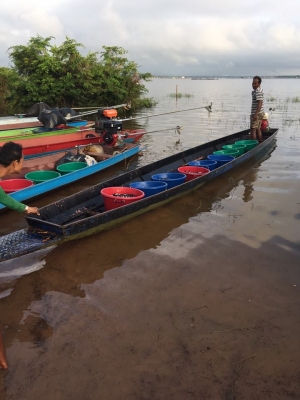 ายปลานิลปลาทับทิมแปลงเพศให้วัคซีนก่อนส่งทุกตัว มีจำนวนมาก  เจ้าของขายเอง