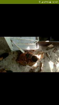 หัวหมูเกียร์โตโยต้า ไฮลักฮีโร่พร้อมใช้งาน สี่เกียรหน้าหนึ่งเกียรถอย พร้อมใช้งาน หัวหมูเกียร์โตโยต้า ไฮลักฮีโร่พร้อมใช้งาน สี่เกียรหน้าหนึ่งเกียรถอย พร้อมใช้งาน