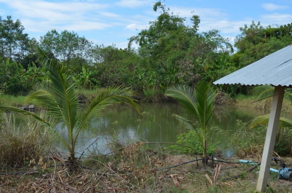 ขายบ้านพร้อมที่ดิน 6ไร่ 2 งาน