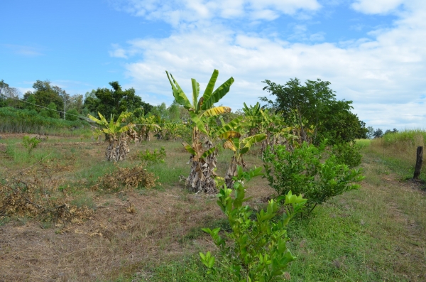 ขายบ้านพร้อมที่ดิน 6ไร่ 2 งาน