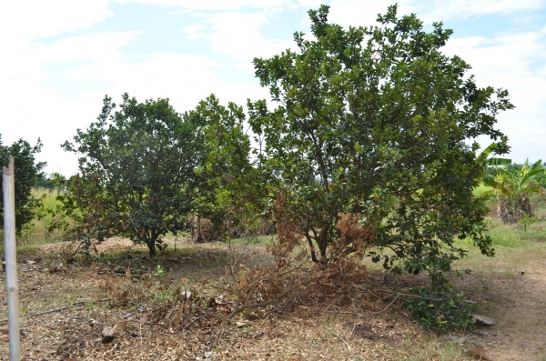 ขายบ้านพร้อมที่ดิน 6ไร่ 2 งาน